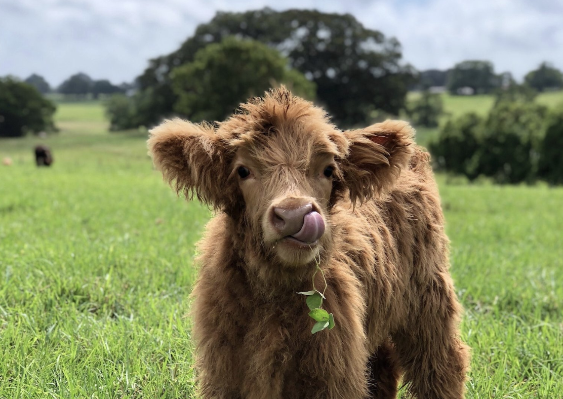 Farm Kids Cows Workshop