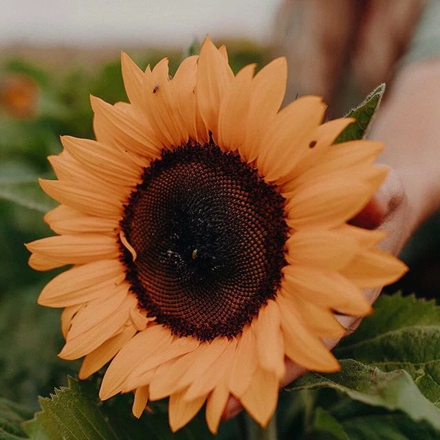 Wishing you all a weekend full of sunshine!