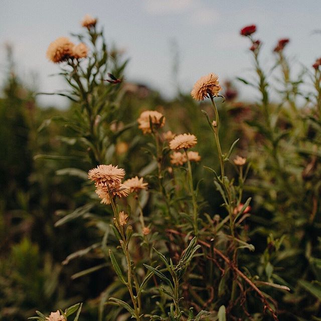 Everlasting Paper Daisies - the perfect flower to grow with this hot and dry weather. These babies will grow strong all summer @thefarmatbyronbay