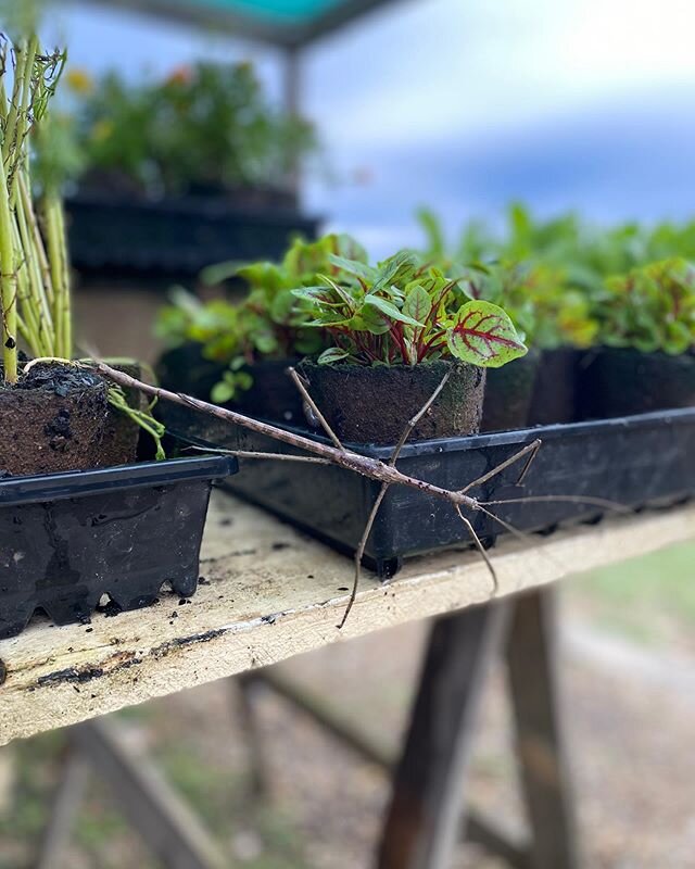 Come say hi our amazing visitor this morning ! biggest I&rsquo;ve seen #stickinsect #nature #cosmos #redveinedsorrel #thefarmbyronbay #wormticklersnursery