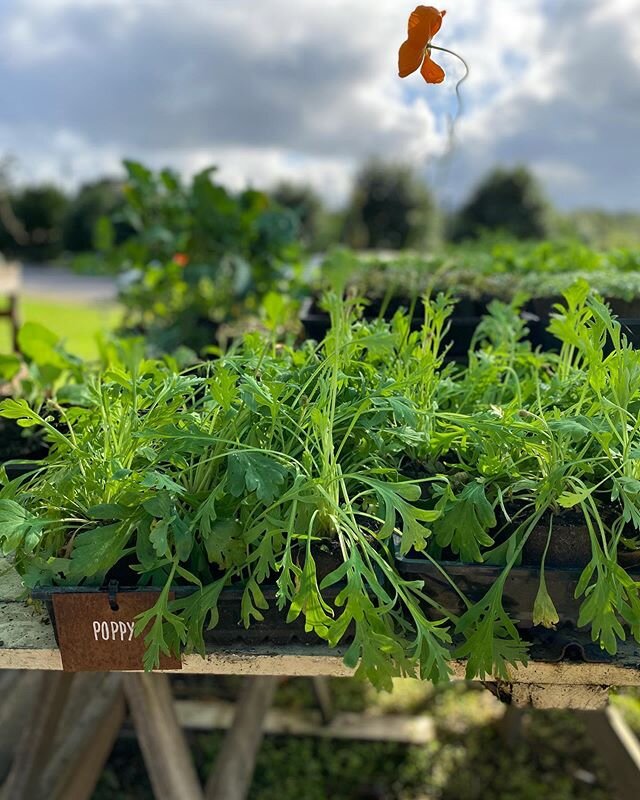 8 Days a Week!  @thefarmatbyronbay 
#everyday #yay #poppy looking gorgeous #plantflowers #growfromseed #wormticklers #bees #pollinate #organicgardening #ewingsdale #thefarmbyronbay