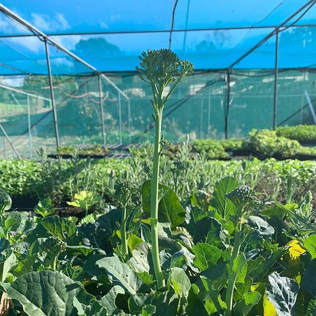 florets of glorious brocababy 🟢will keep on producing for months throughout winter and early spring. Eat the leaves eat it all and  plant close together thu🥦
Available at our markets, always online (order midday Friday for sat delivery) and in our 