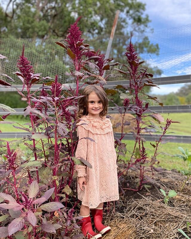 Fairies in the Garden #littleticklers #amaranth #flower #medicinal #natural #dye #ancient #grain #organic #gardening #wormticklersnursery 🥀🍁🤎