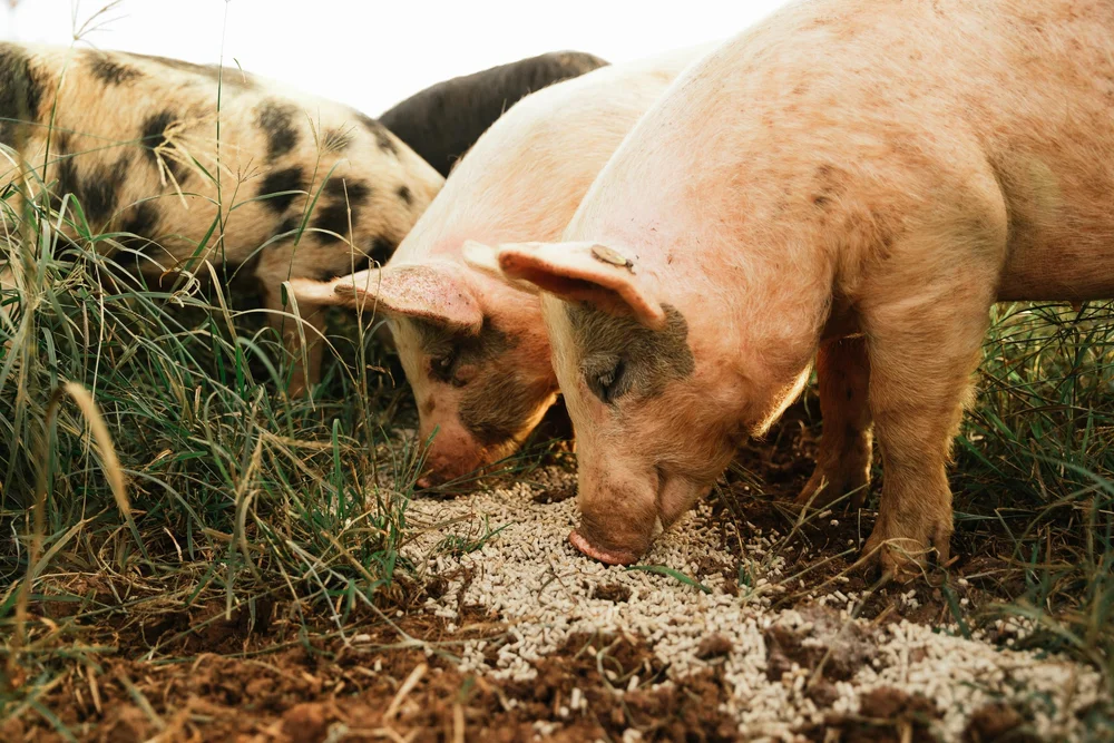 The Heartbeat of the Earth A Journey into Farming and Farm Life