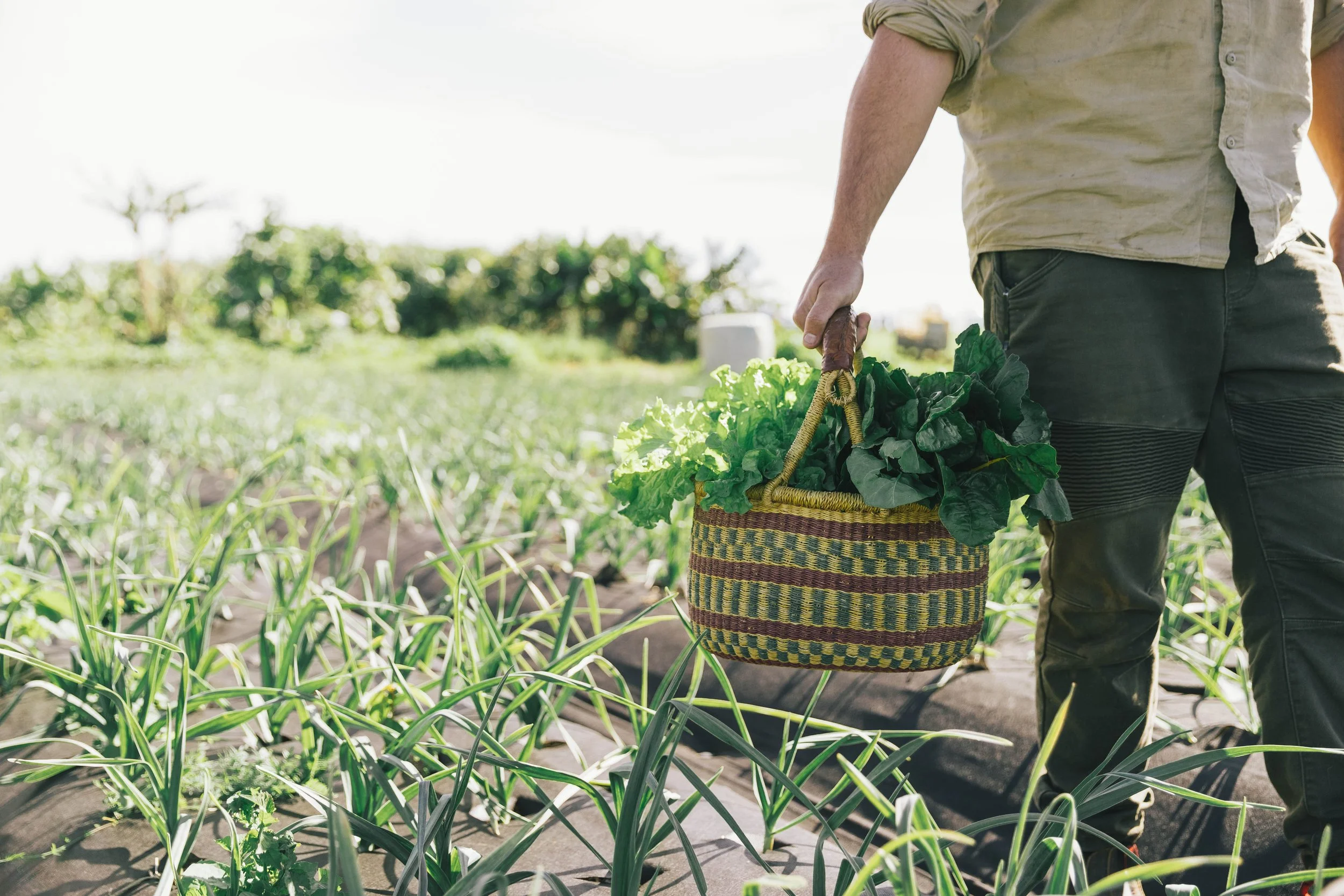 A Paddock to Plate Journey 