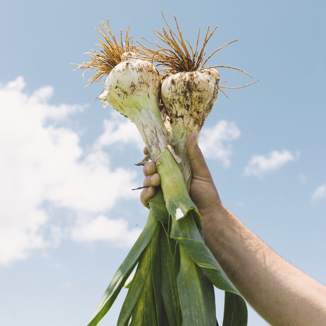 This is what organically grown vegetables look like when picked straight out of the garden. Full of flavour, bright, straight out of the rich nourishing soil they were grown in. @greens_from_the_farm know how to grow!