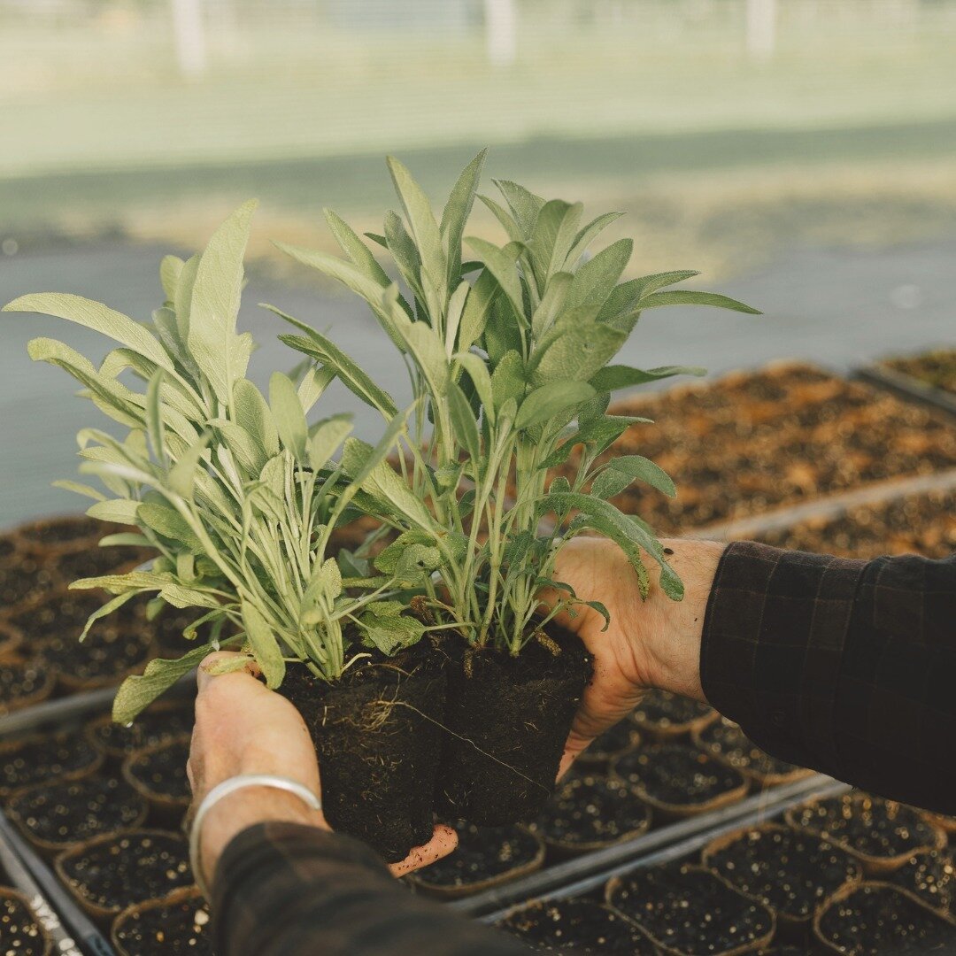 Start adding fresh herbs to your meals and increase your intake of nutrients!
From improved circulation to anti-inflammatory properties, each herb comes with a unique set of qualities. And @wormticklers_nursery has a full range of organic, chemical-f