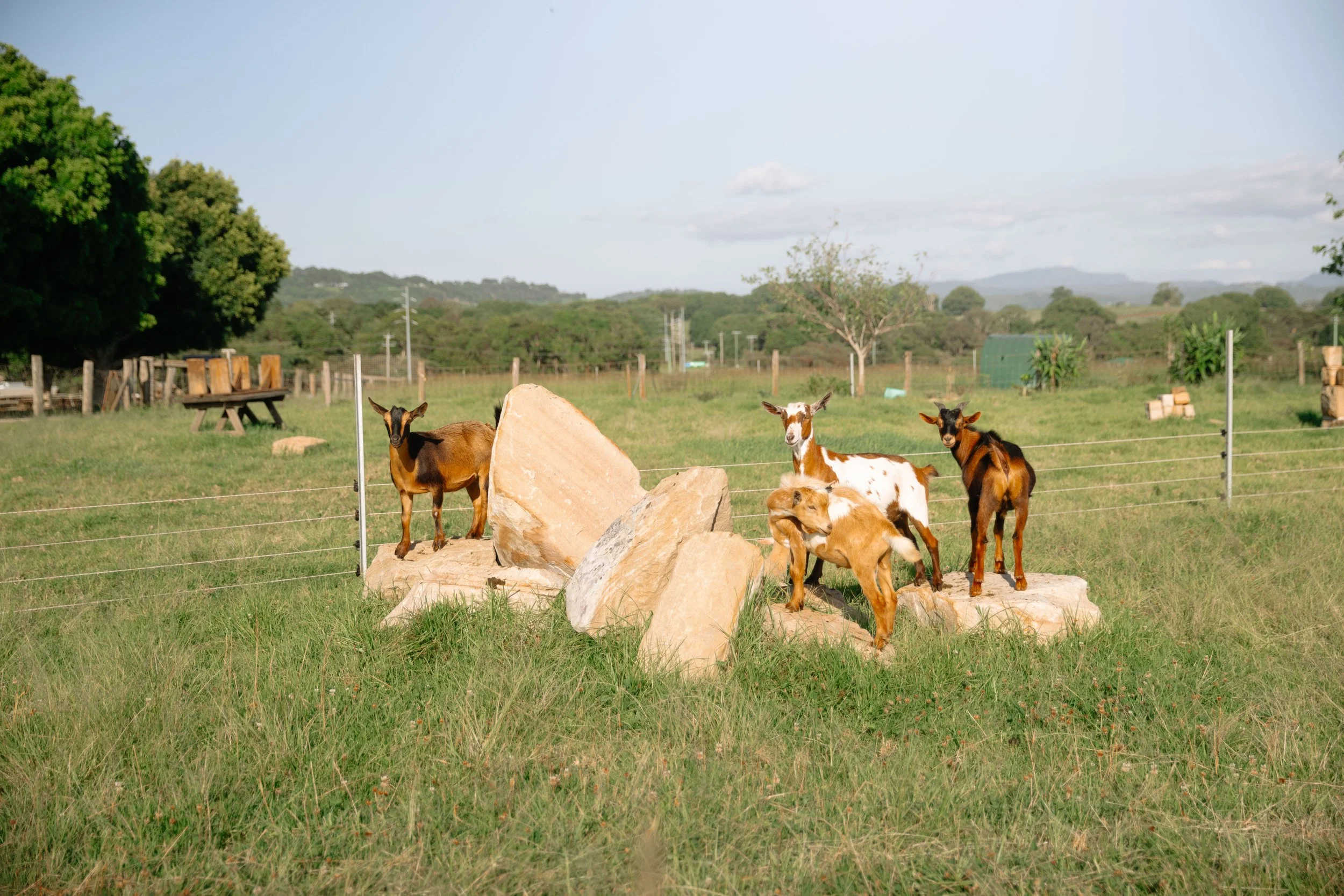North Coast Land Services - Sheep &amp; Goat Essentials Workshop