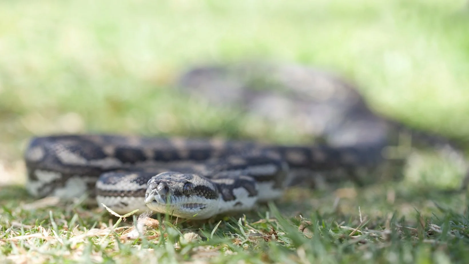 A Beginner's Guide to Snakes in the Northern Rivers — The Farm Byron Bay