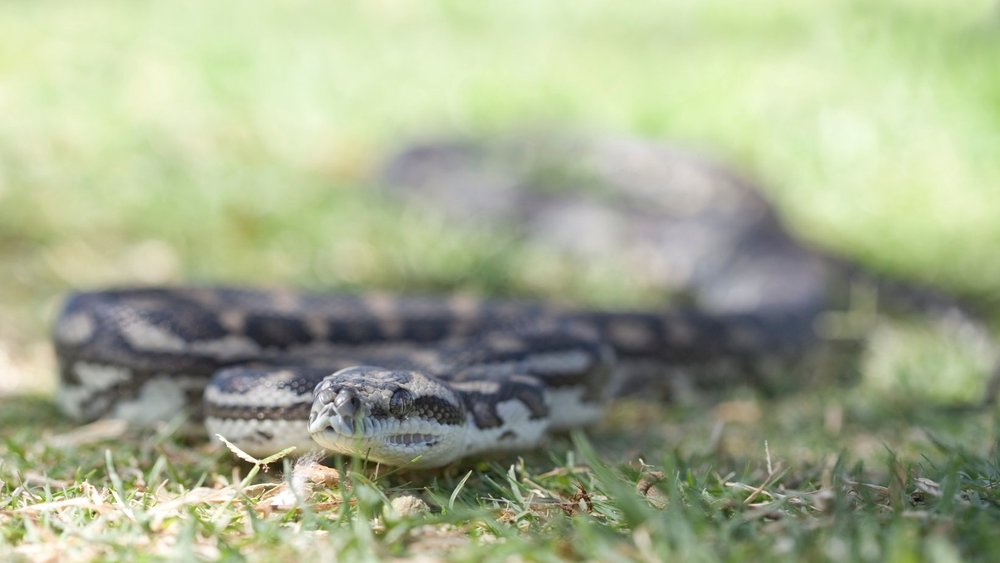 A Beginner's Guide to Snakes in the Northern Rivers — The Farm Byron Bay