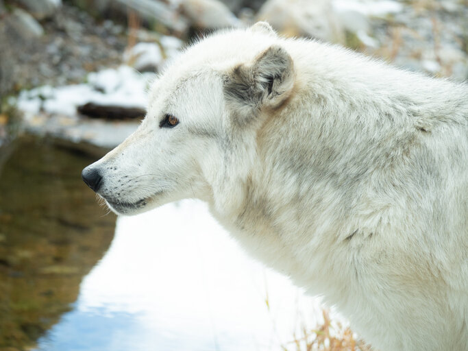 white wolf at the grizzly and wolf discovery center