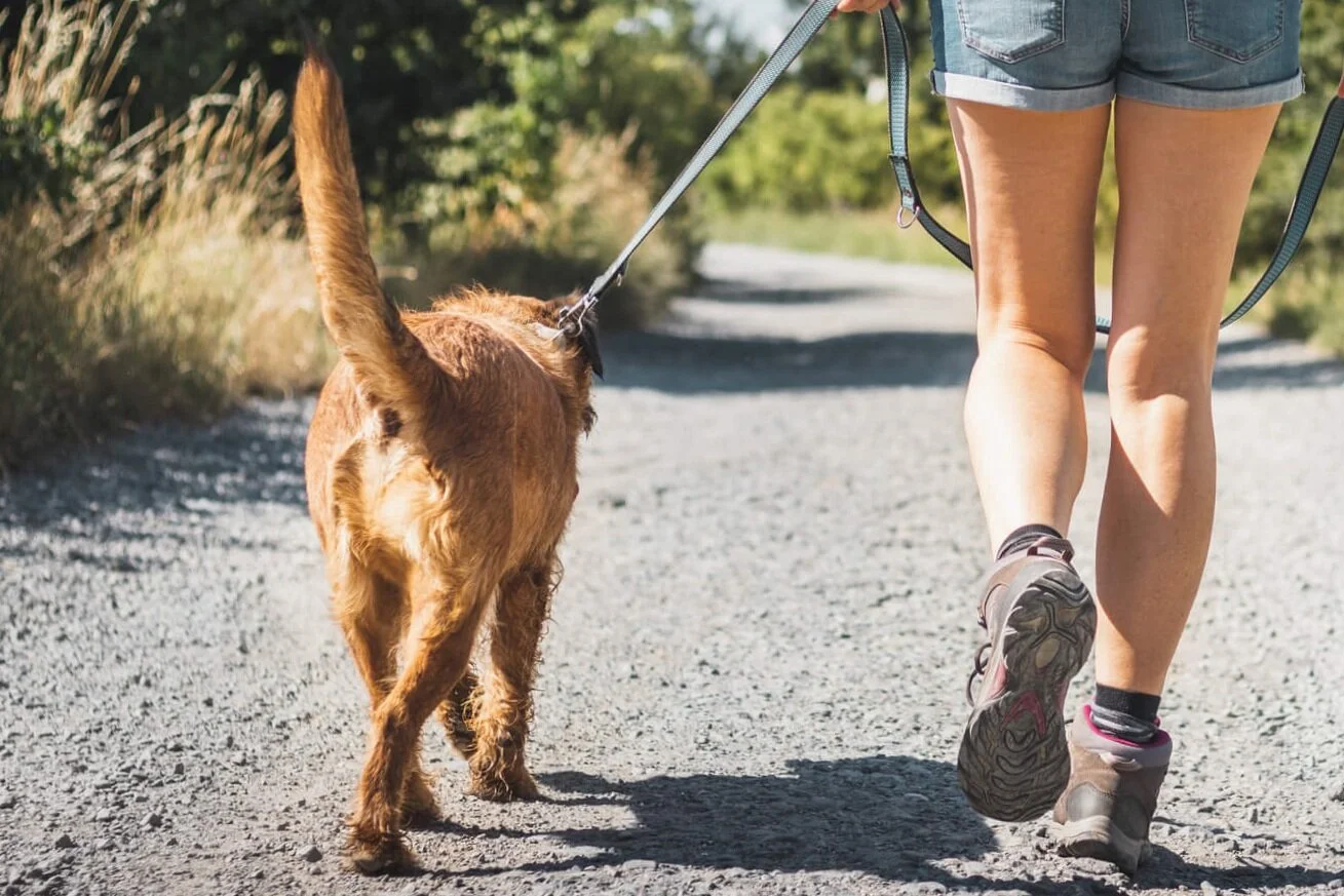 Are Dogs Allowed in Yellowstone? 