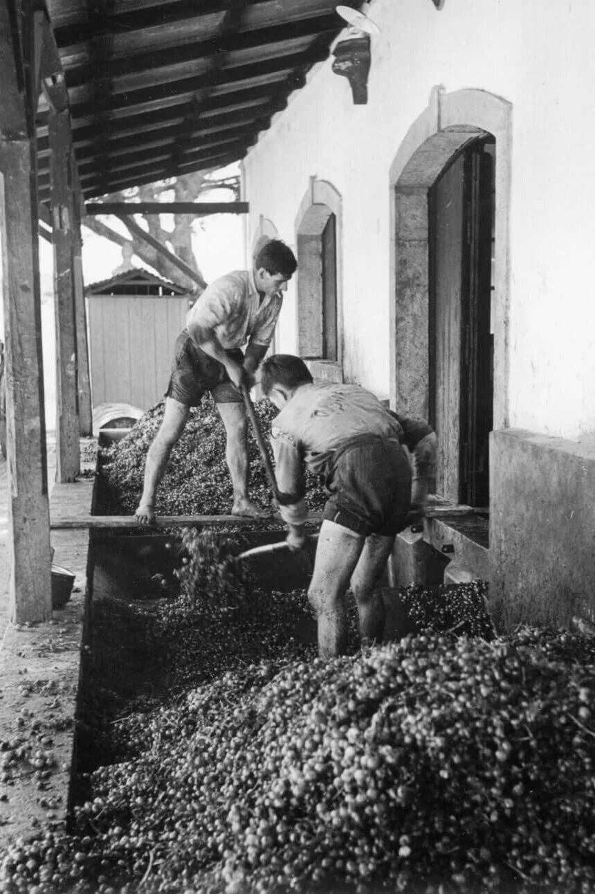 Portuguese+Grape+Harvest+4.jpg