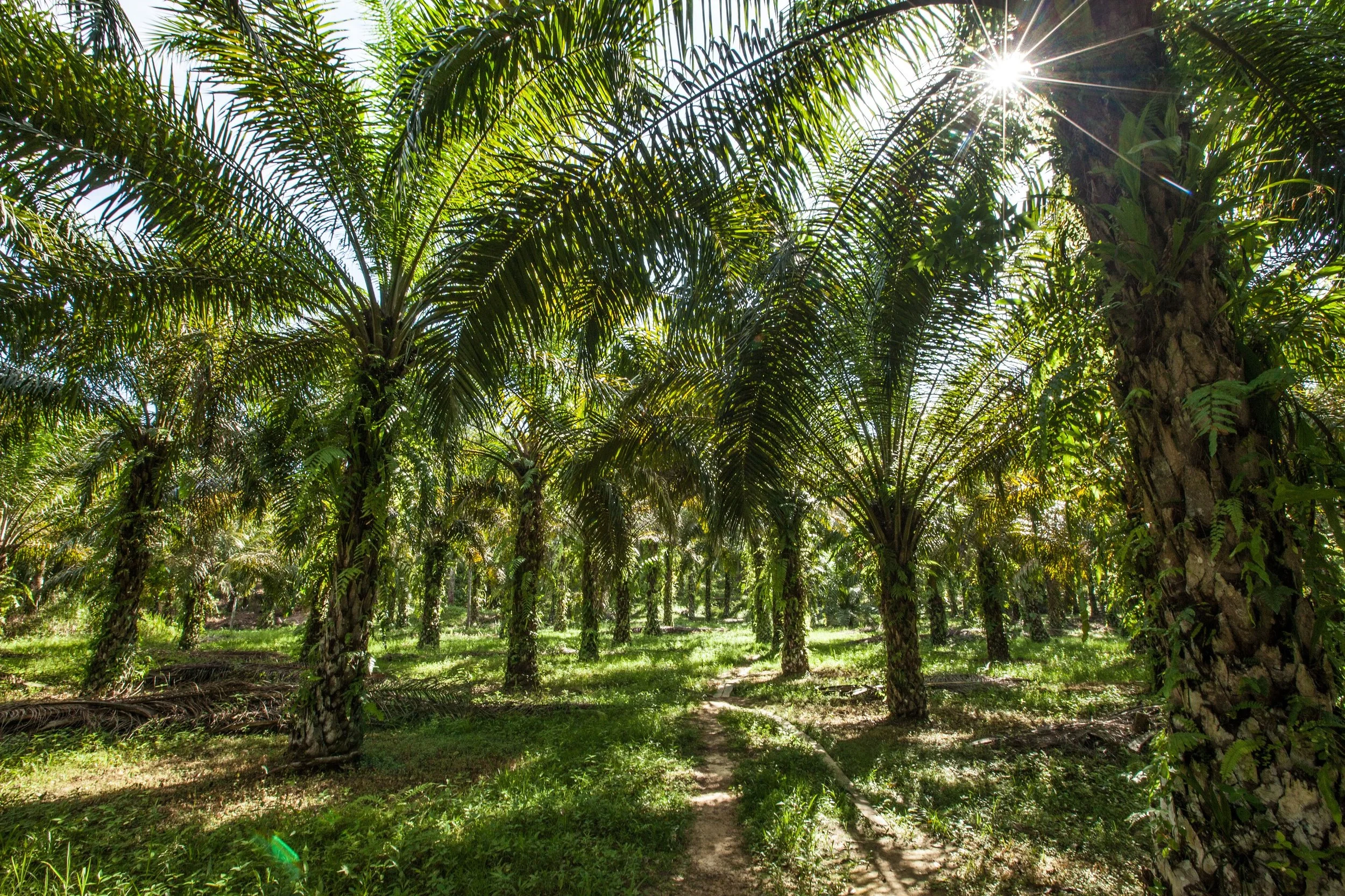 plantation2_by_mazidi_ghani__wwf_malaysia_.jpg