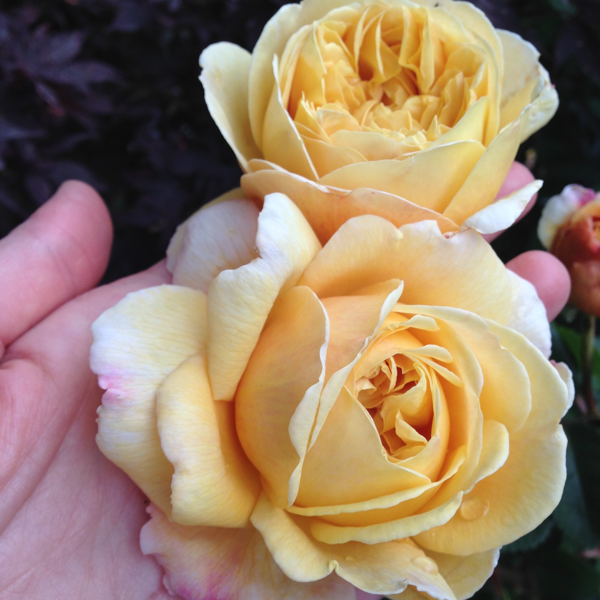 Cream colored garden roses