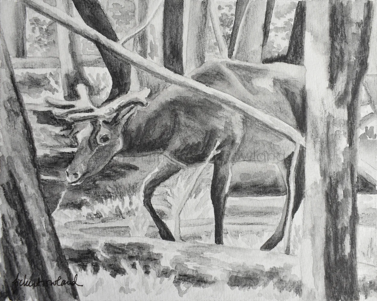 "Moose, Yellowstone" 5 1/2 in x 7 in Matted to 8 in x 10 in