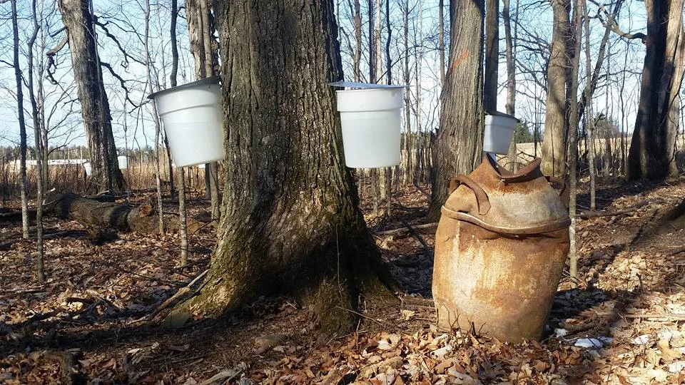 buckets and milk can.jpg