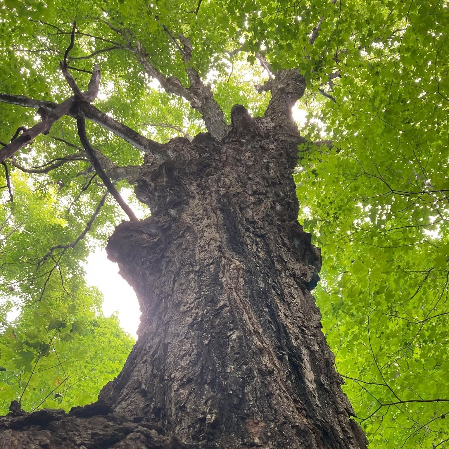 Grandpa Tree and America