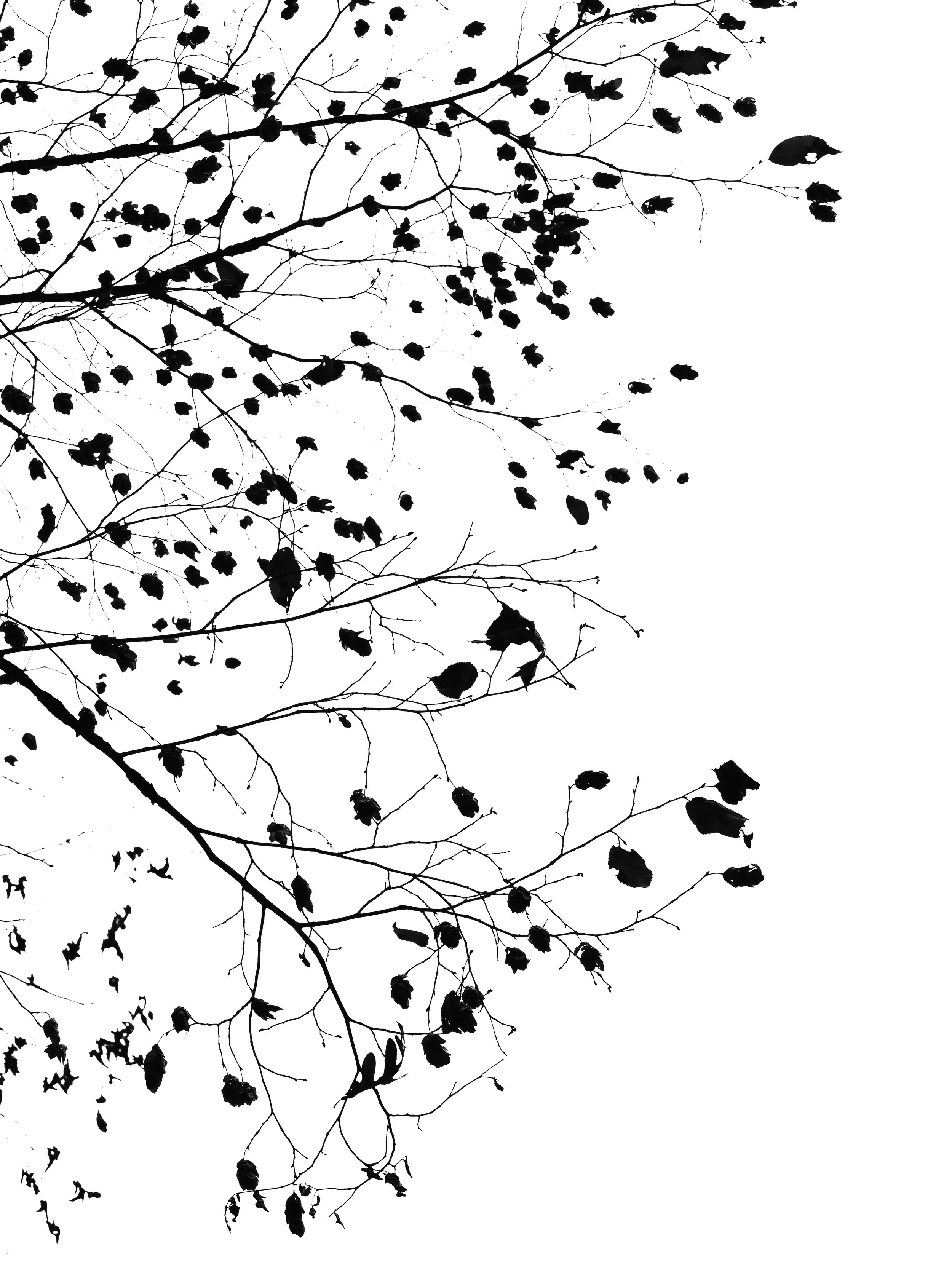 Black silhouette of tree branches with sparse leaves against a white sky.