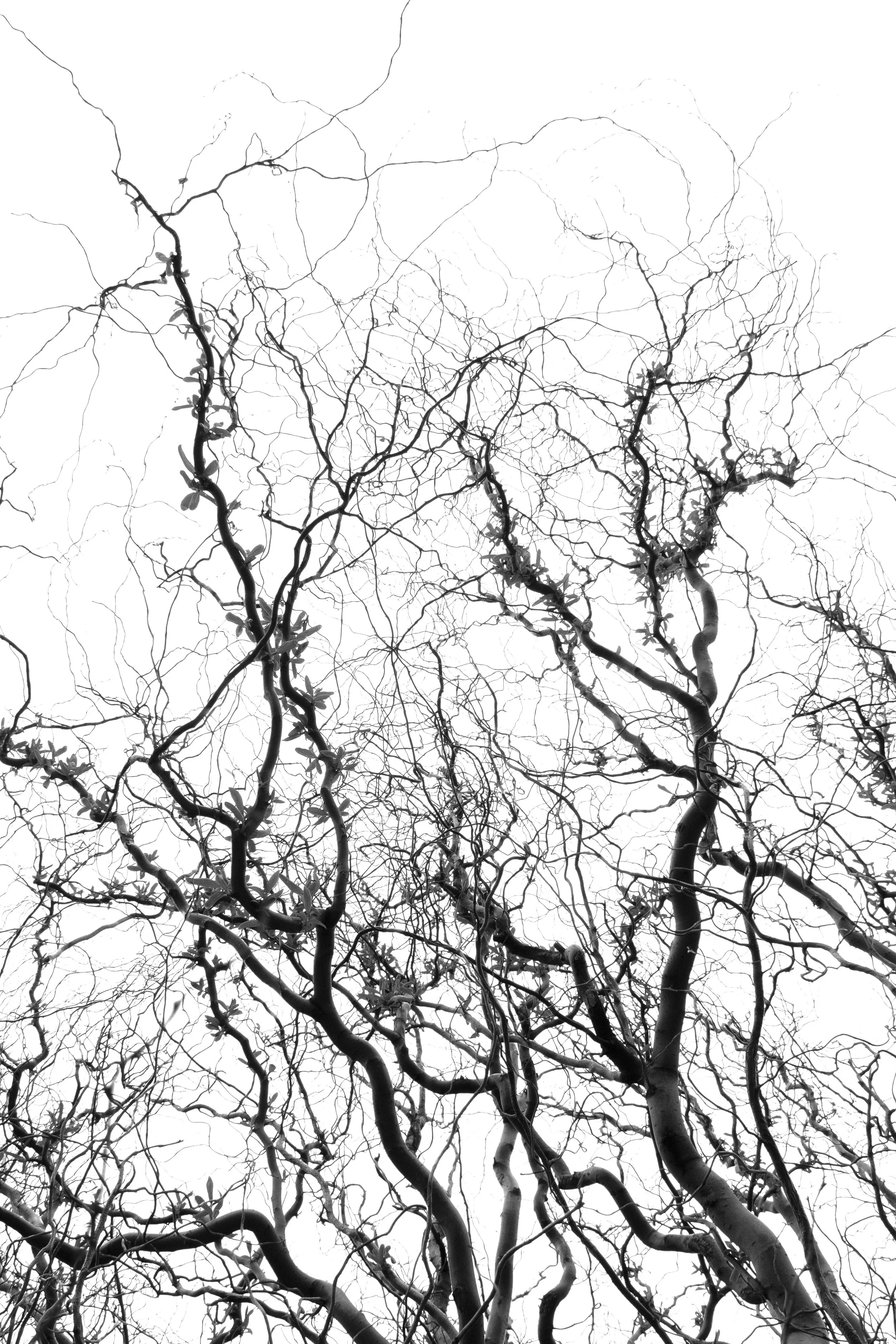 Black and white photograph of leafless tree branches against a white sky.