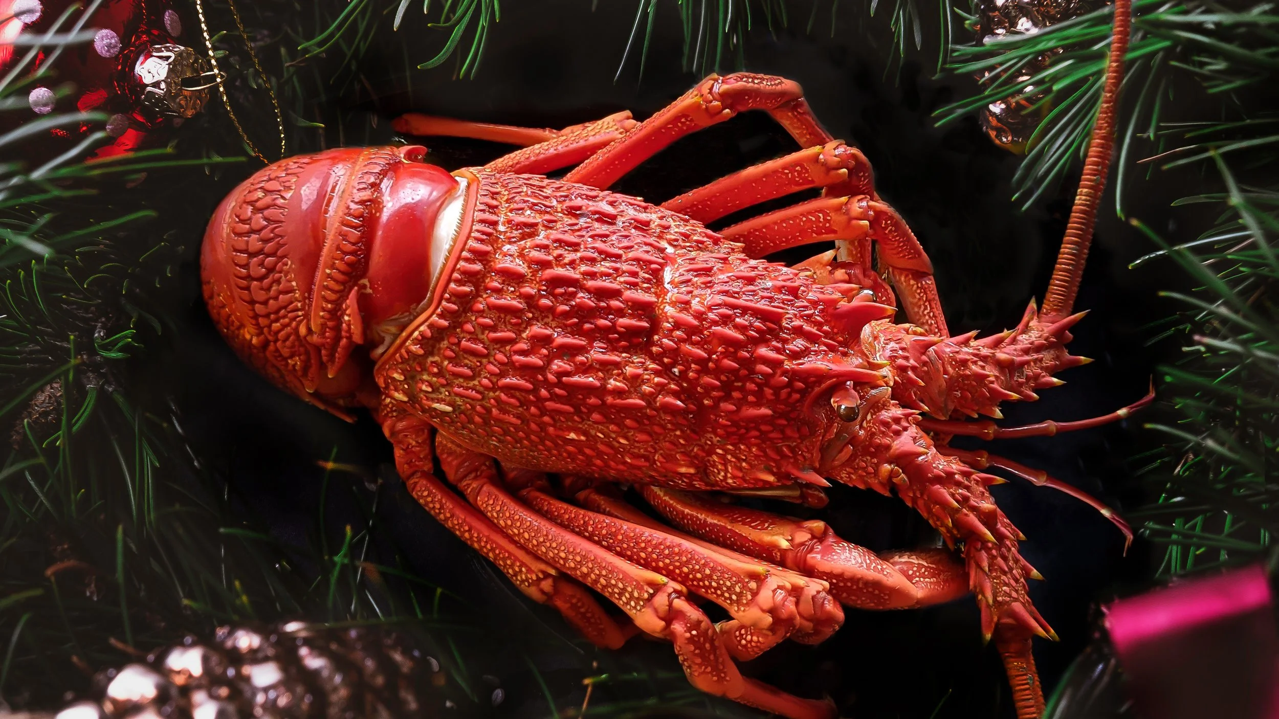 Christmas Crayfish.jpg