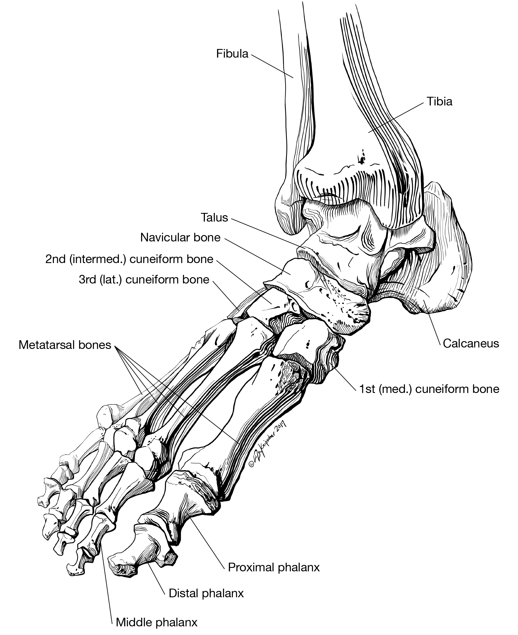 BVIS522_KnipscherL_Assignment1_2017131.png