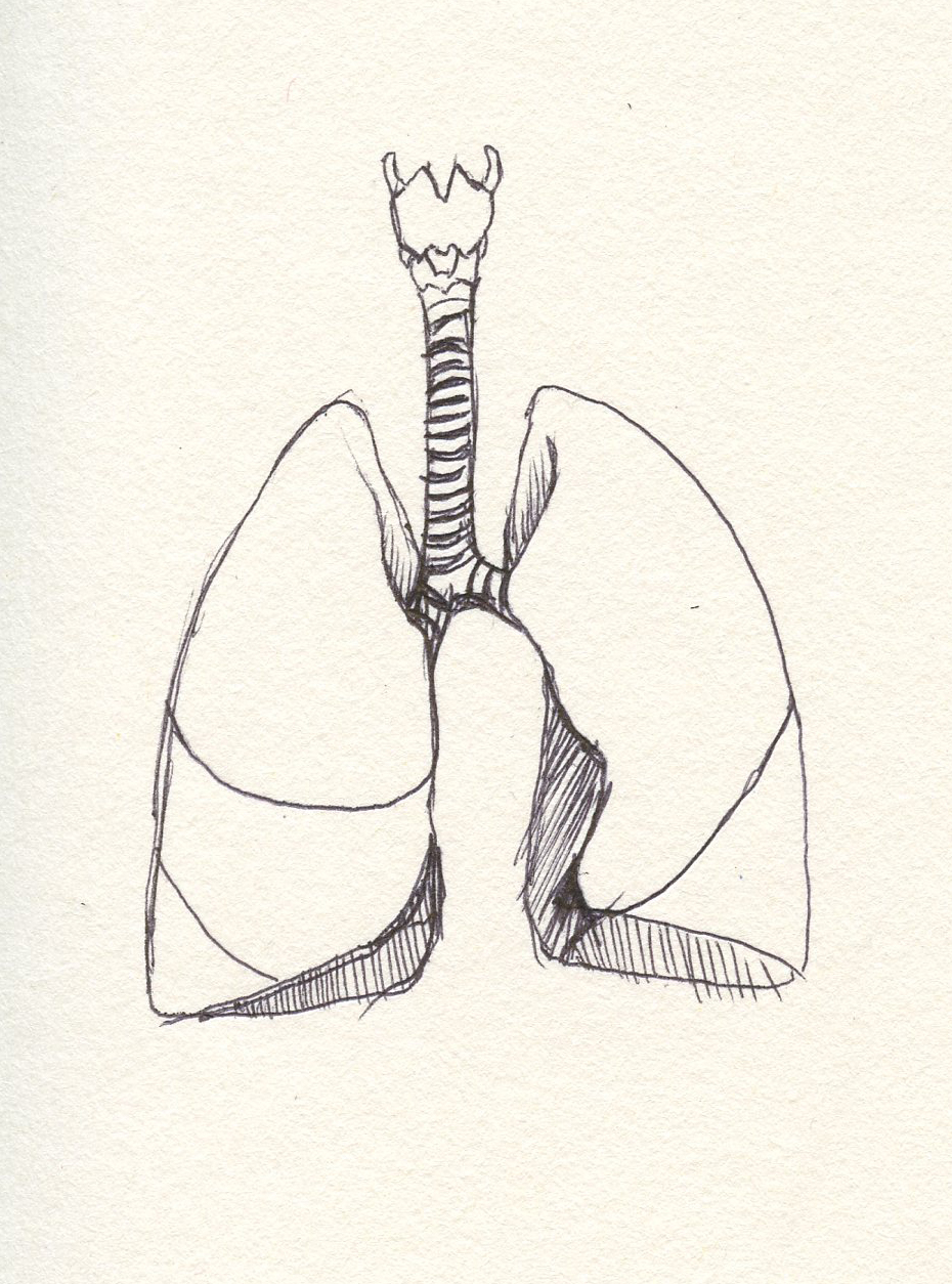 Concept art: Lungs