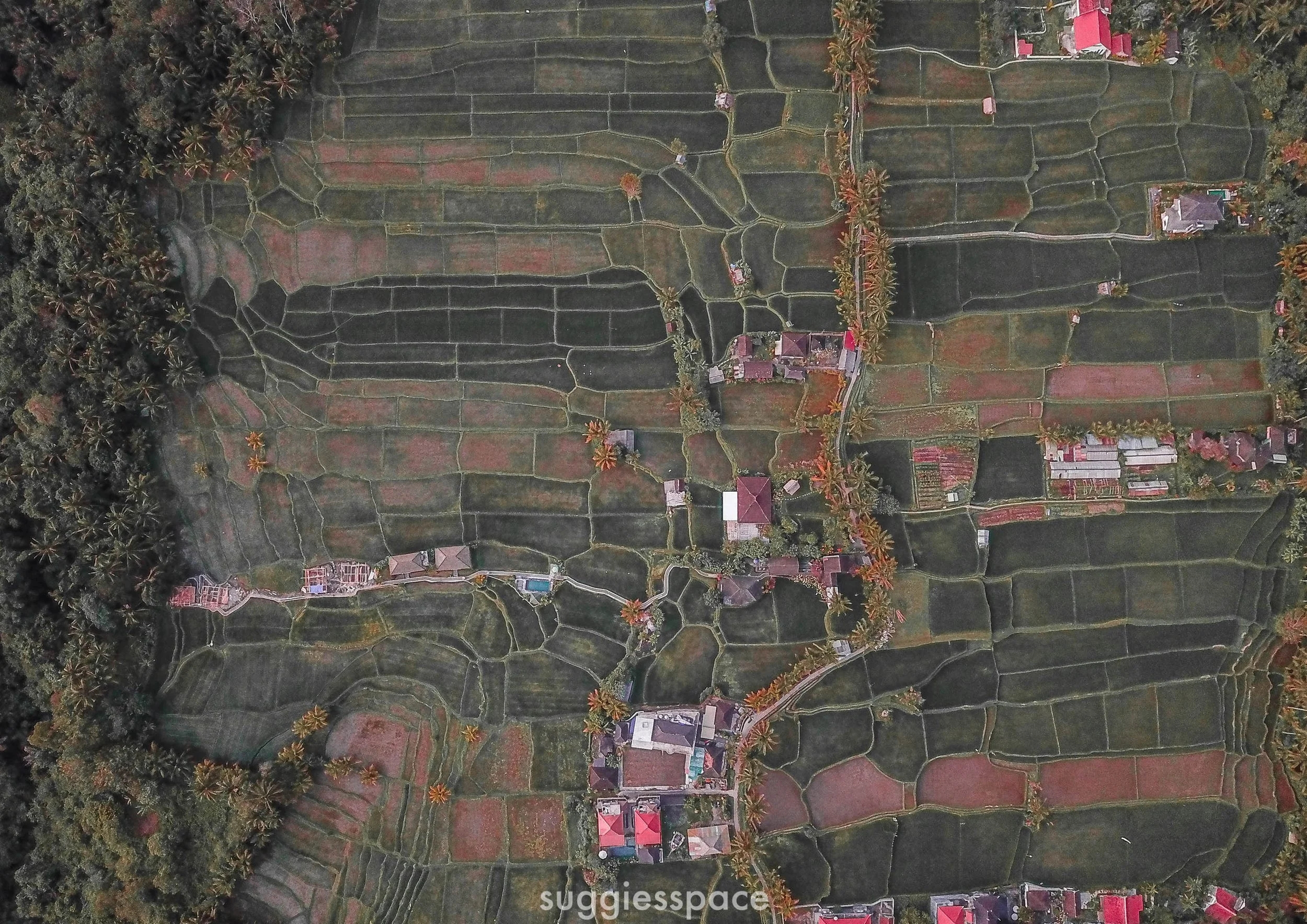 Bali Fields.jpg