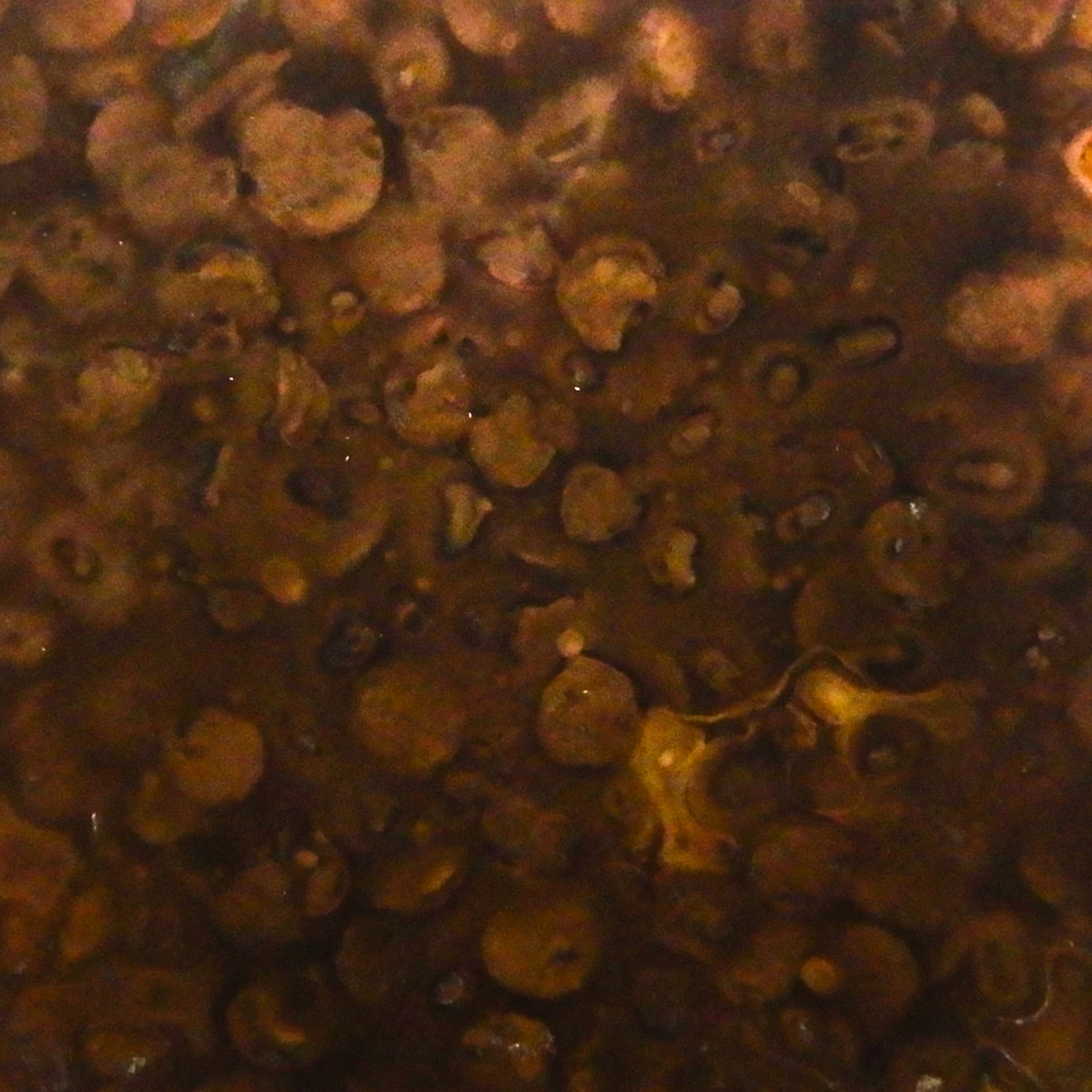 Annealed and sanded by sandpaper and then sandblasted. Both sides of the metal fully were covered by lentils and then soy sauce was added to the bath for eleven days. Size: 2 x 2 in