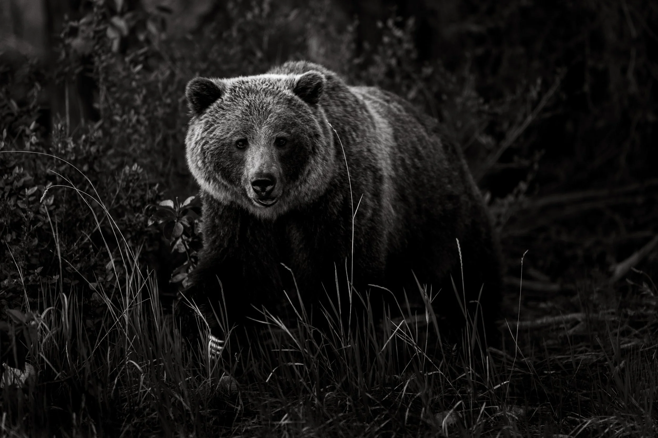 Grizz Country