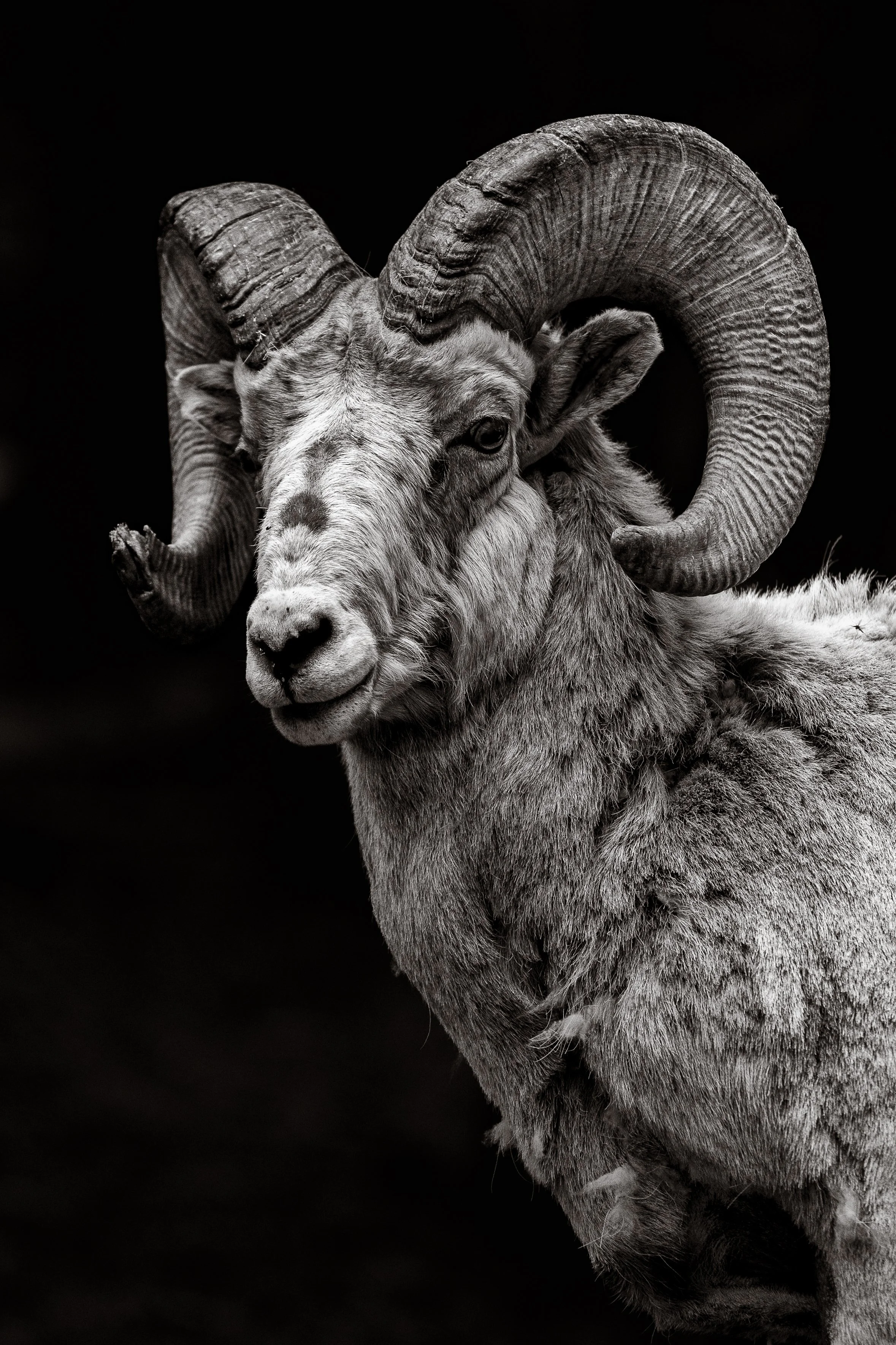 Ram