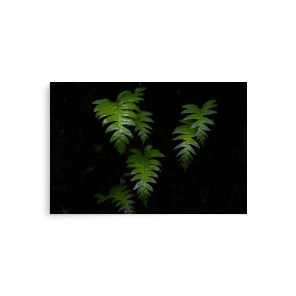 premium-luster-photo-paper-poster-(in)-20x30-front-6a0f550a2f52f.jpg