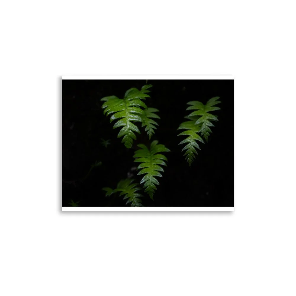 premium-luster-photo-paper-poster-(in)-11x14-front-6a0f550a2ec8e.jpg
