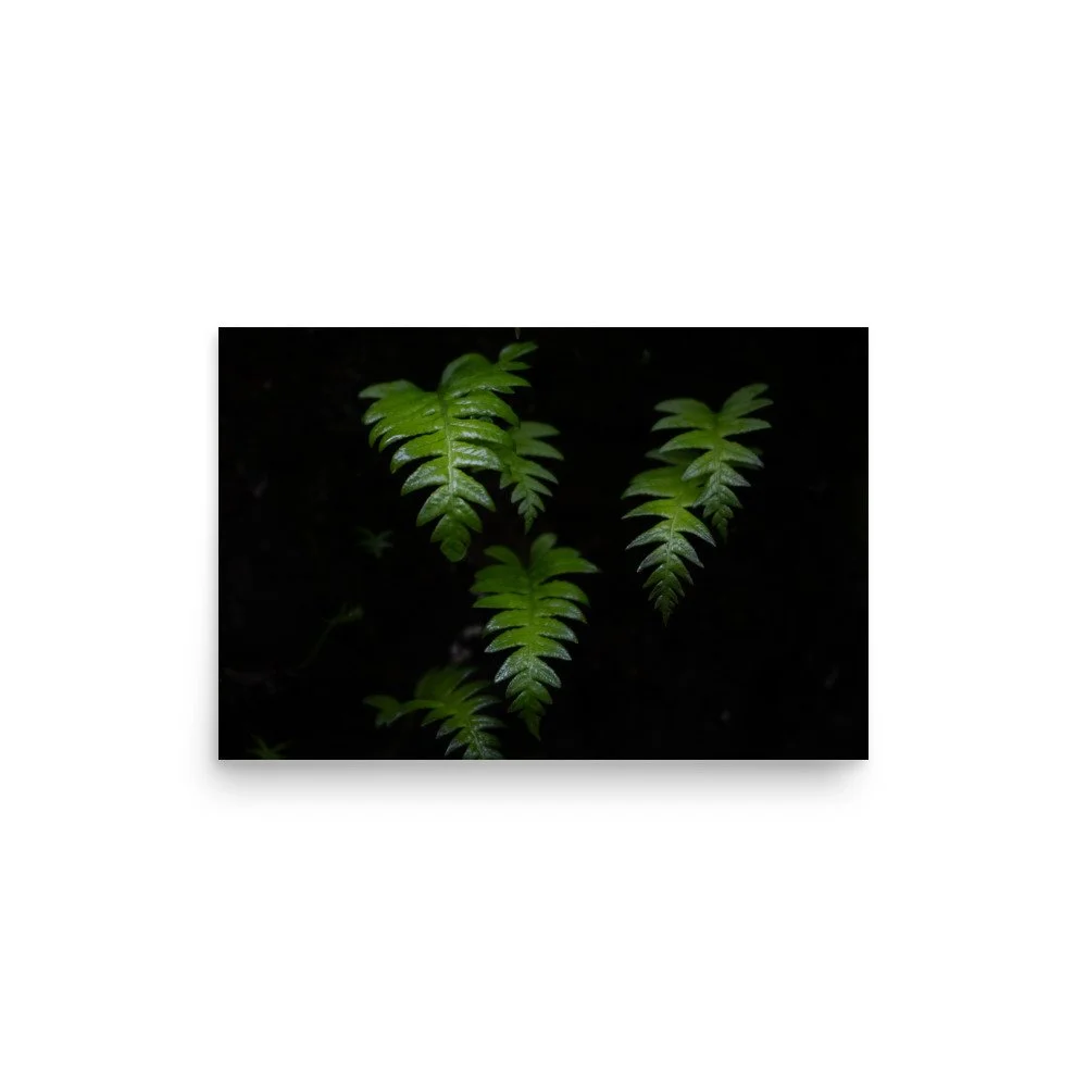 premium-luster-photo-paper-poster-(in)-12x18-front-6a0f550a2e3a4.jpg