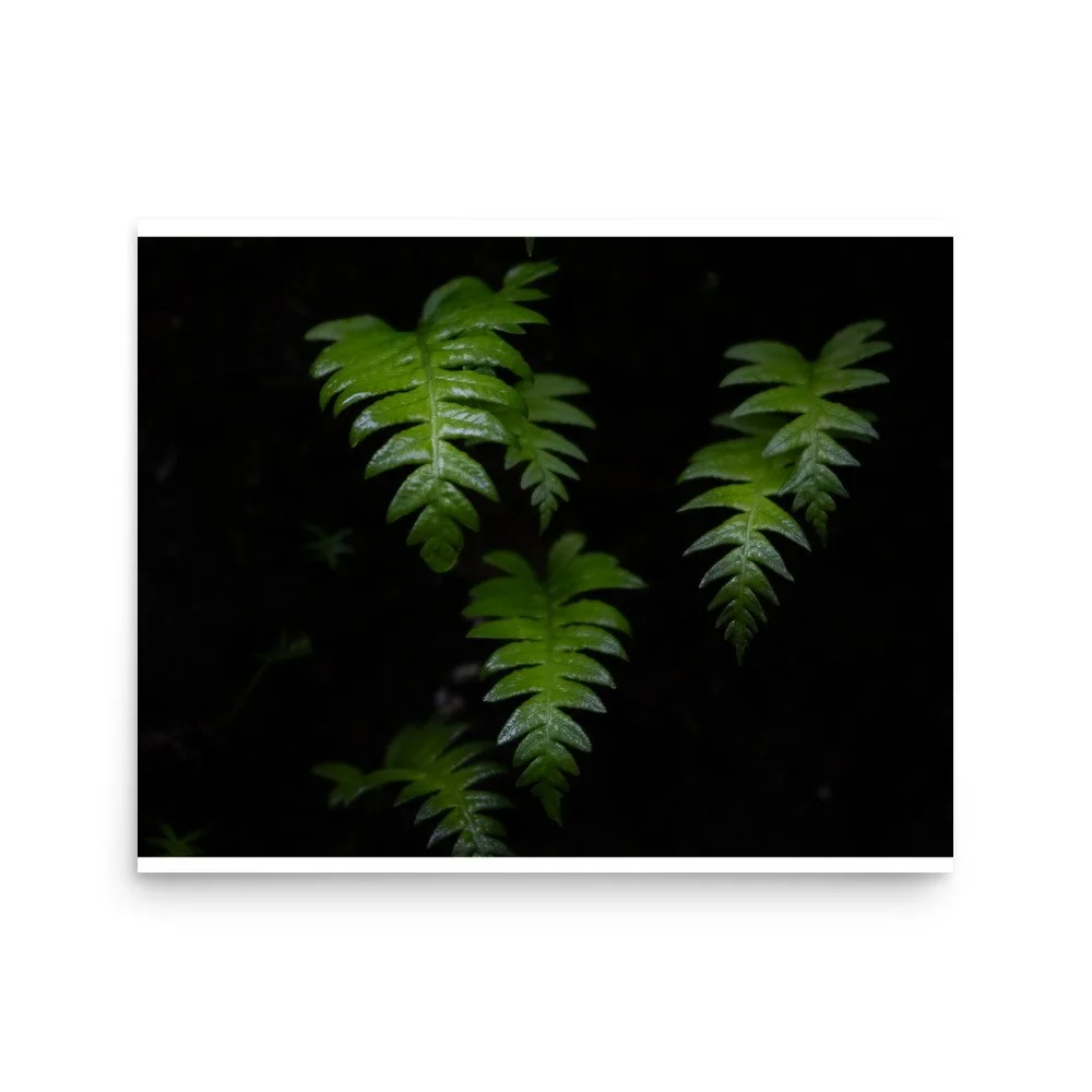 premium-luster-photo-paper-poster-(in)-16x20-front-6a0f550a2e812.jpg