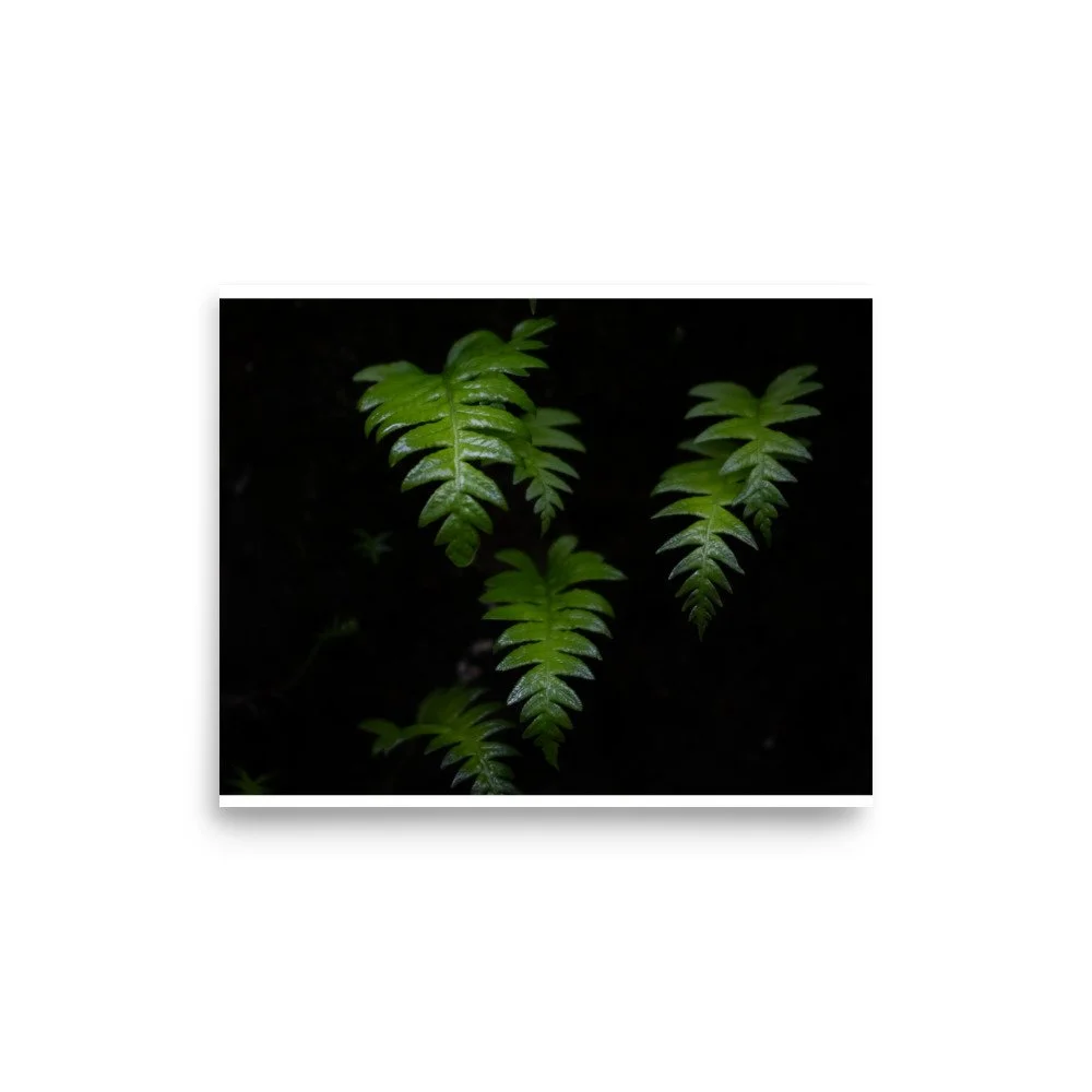 premium-luster-photo-paper-poster-(in)-8x10-front-6a0f550a2d8cd.jpg