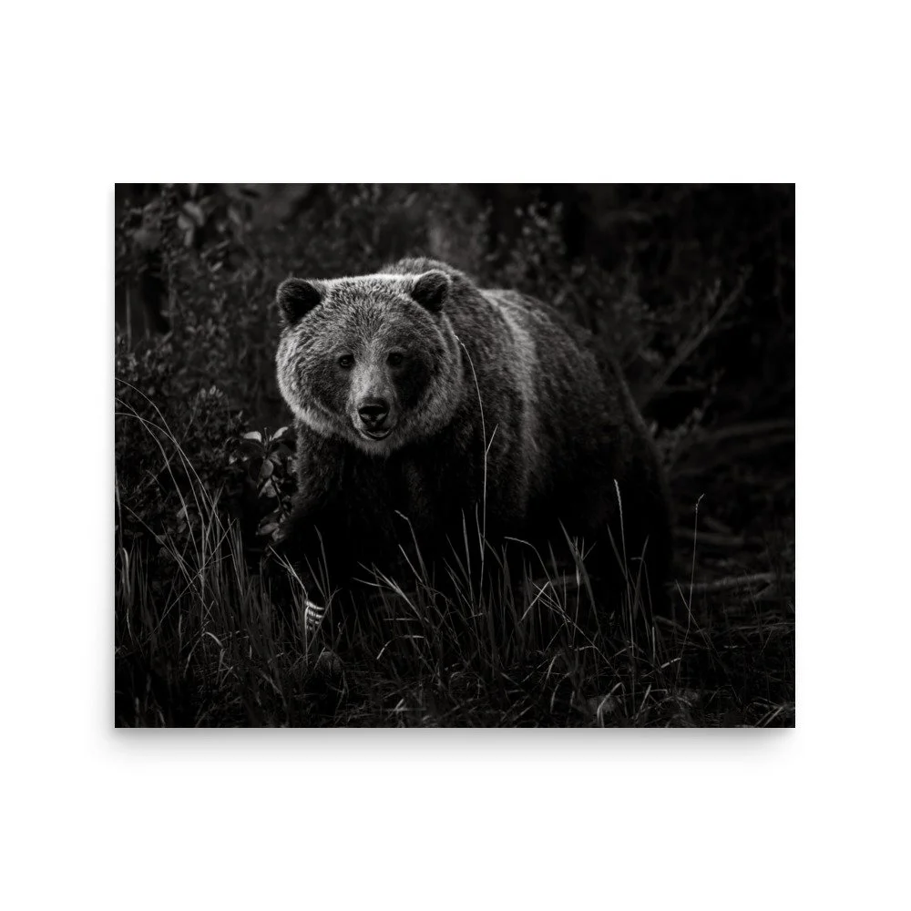 premium-luster-photo-paper-poster-(in)-16x20-front-6a0fc54195d8b.jpg