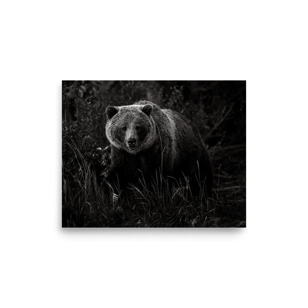 premium-luster-photo-paper-poster-(in)-8x10-front-6a0fc541949f5.jpg
