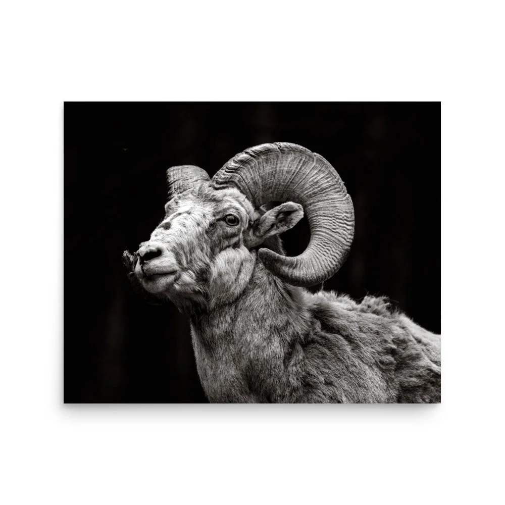 premium-luster-photo-paper-poster-(in)-16x20-front-6a67dc0cd6717.jpg