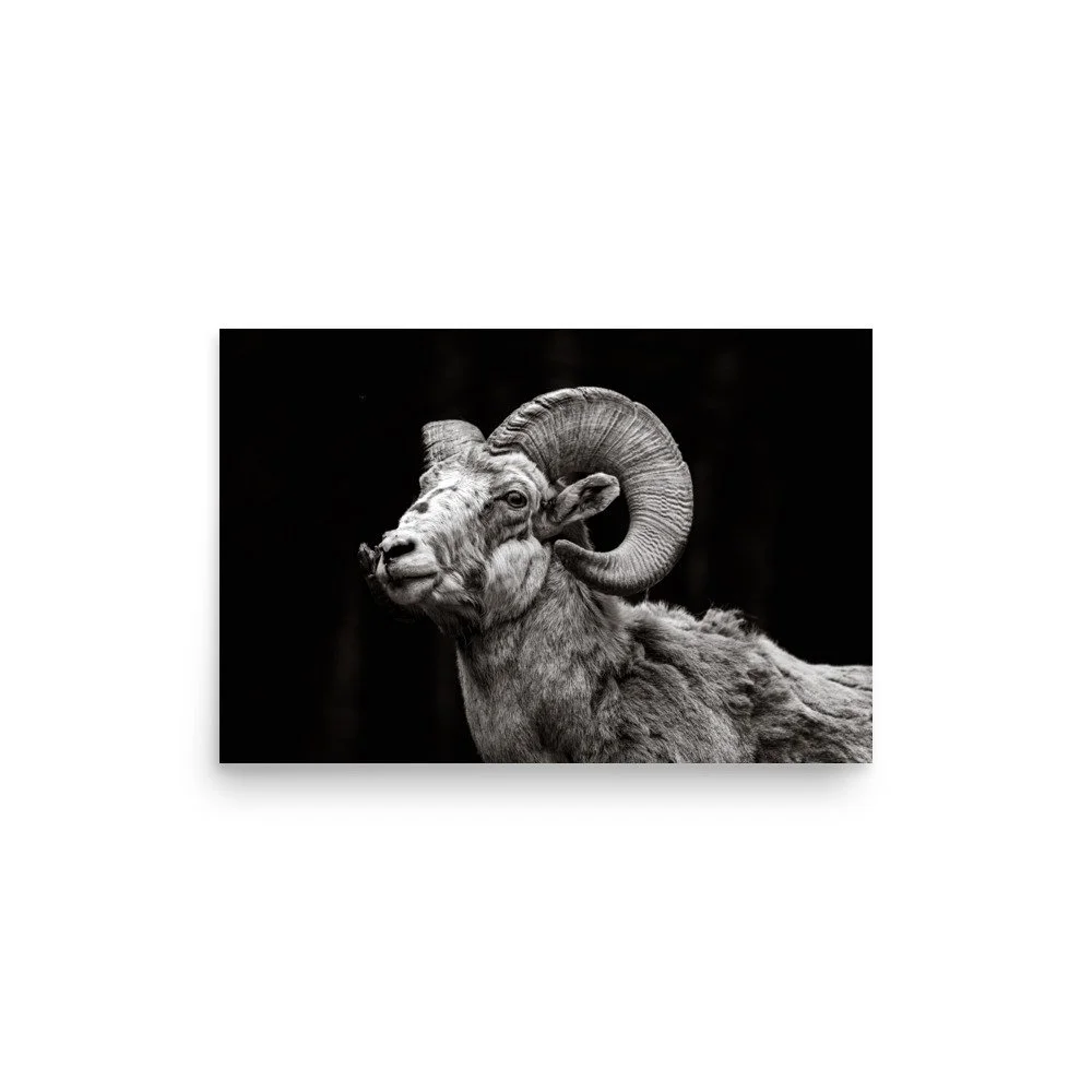 premium-luster-photo-paper-poster-(in)-12x18-front-6a67dc0cd758c.jpg