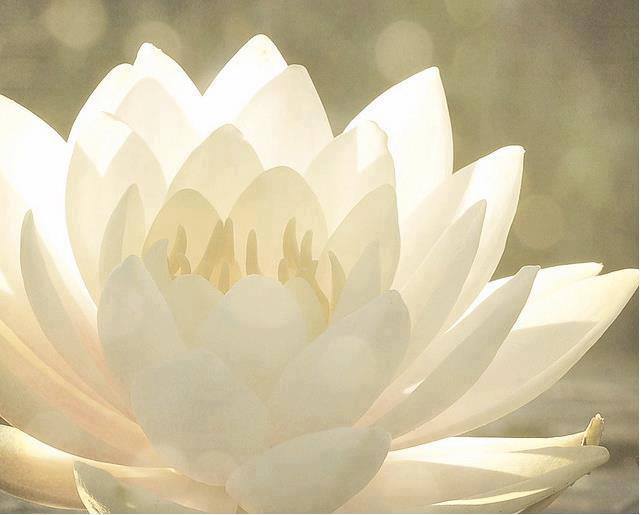 White Lotus