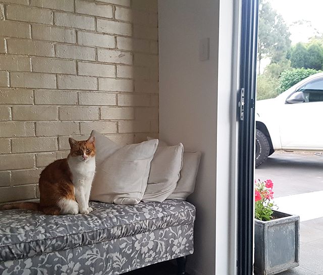 We had an extra special client waiting today 🐈💖 #hairsalon #cat #kitten #hair #beauty #massage #hillsdistrict #ginger #waiting