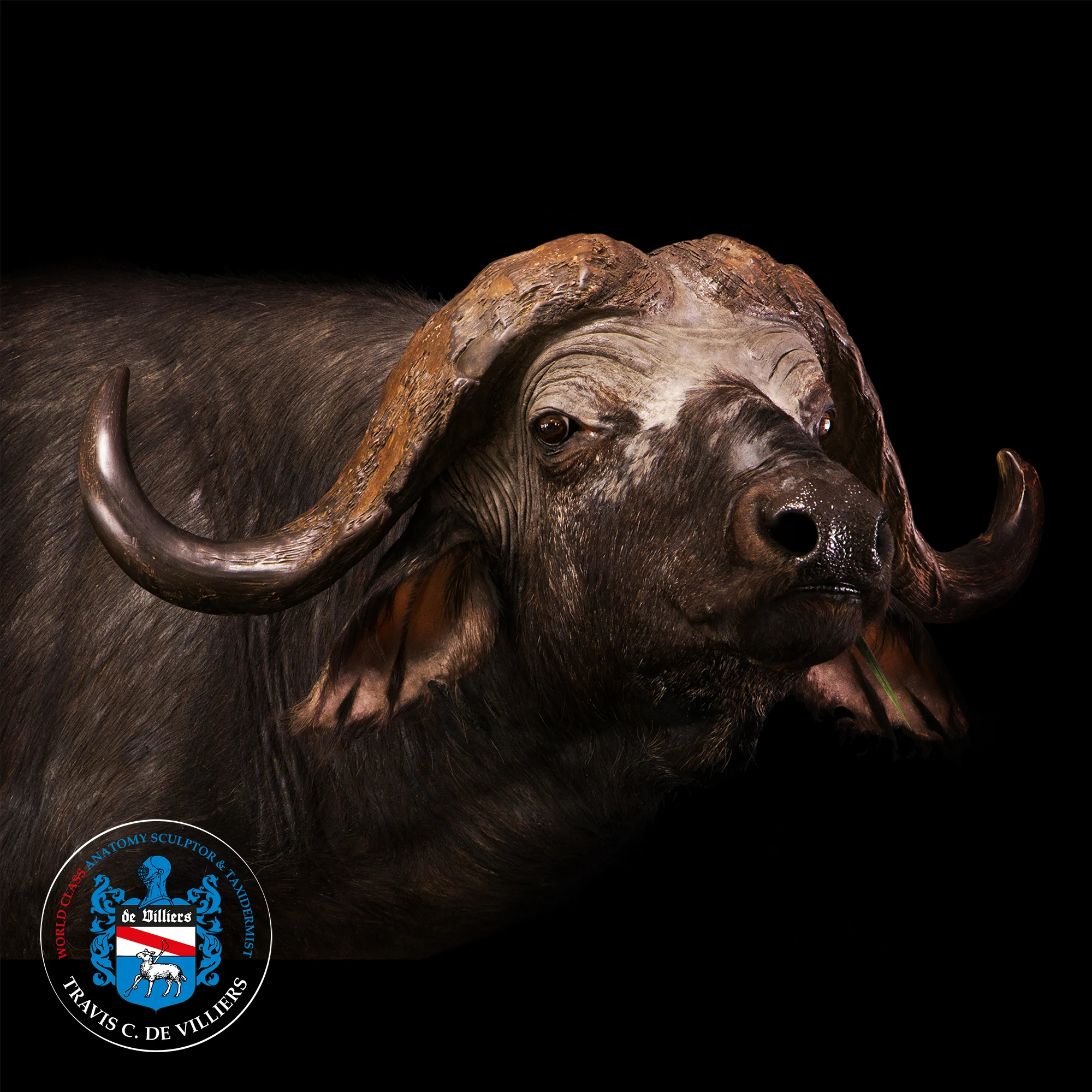 Cape Buffalo - Syncerus caffer