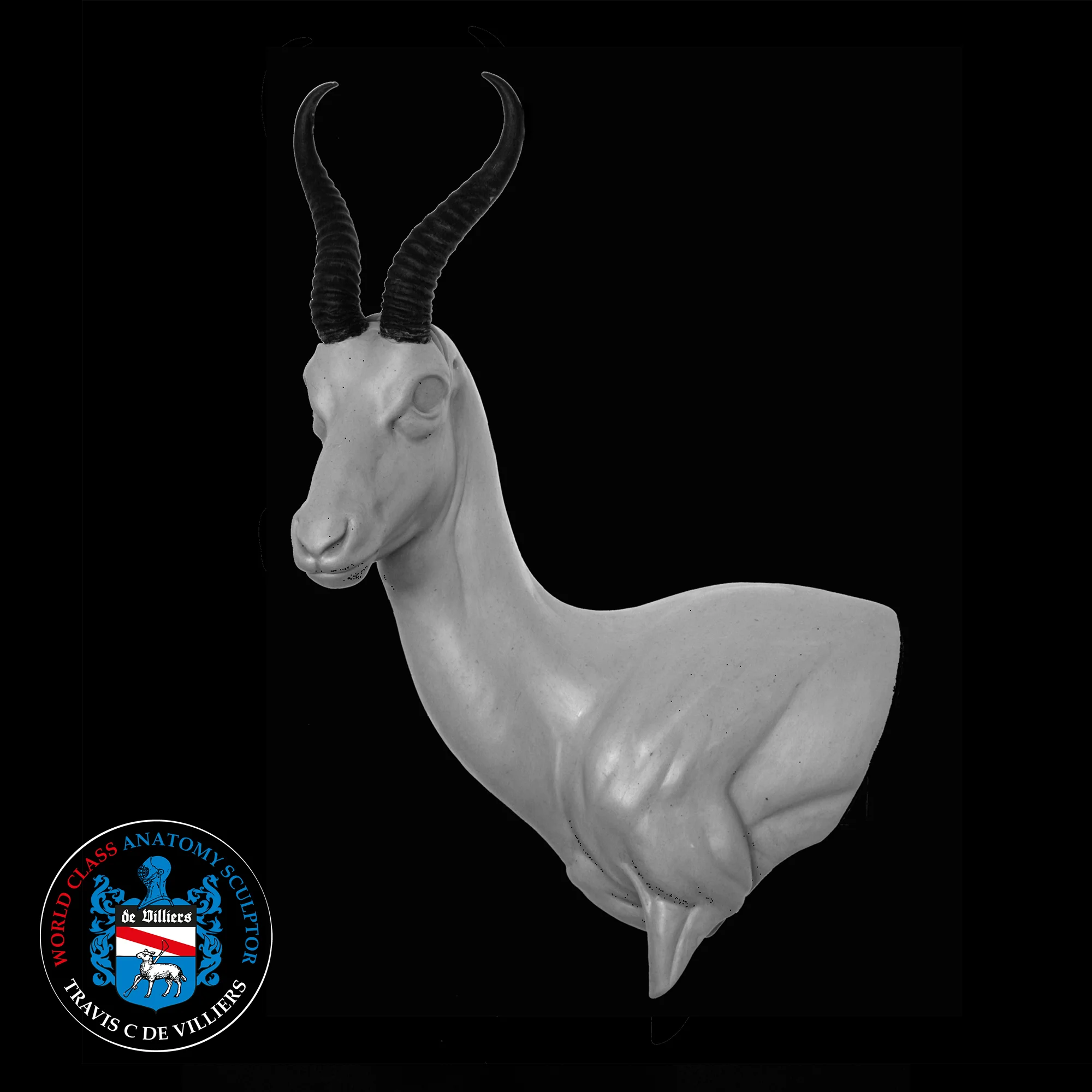 Springbok - Antidorcas marsupialis