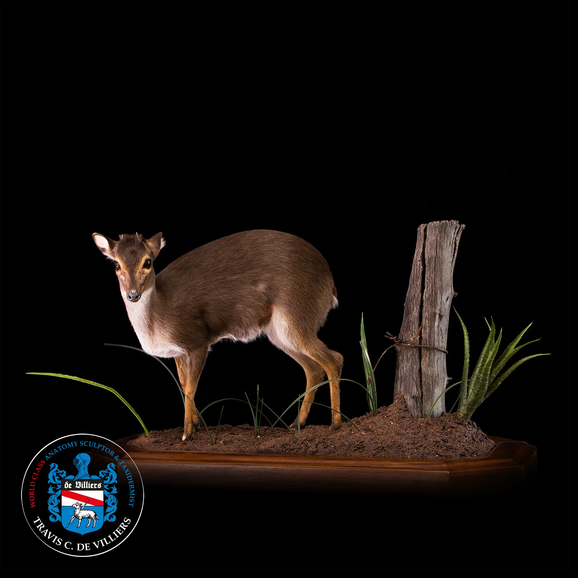 Blue duiker - Philantomba monticola