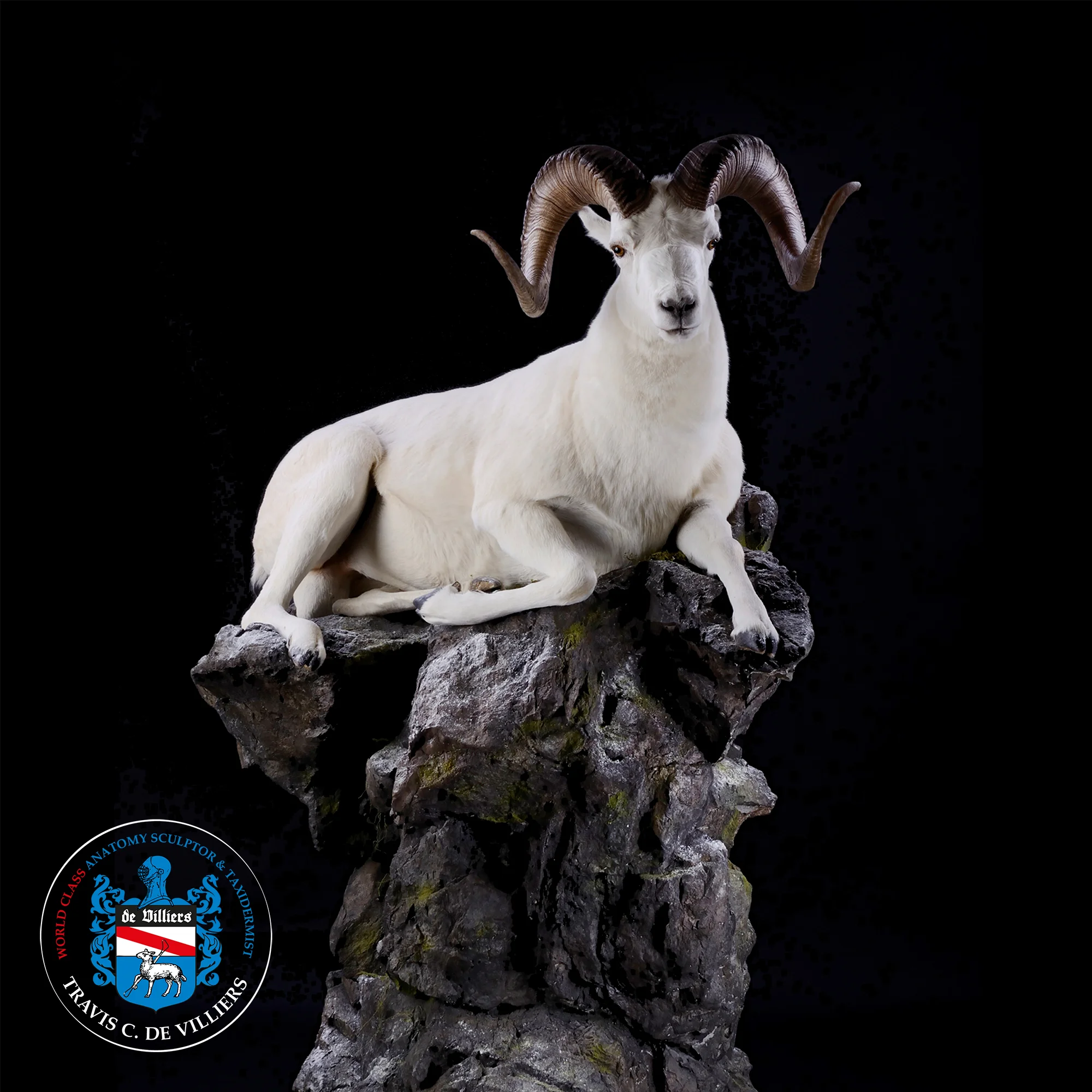 Dall Sheep - Ovis dalli