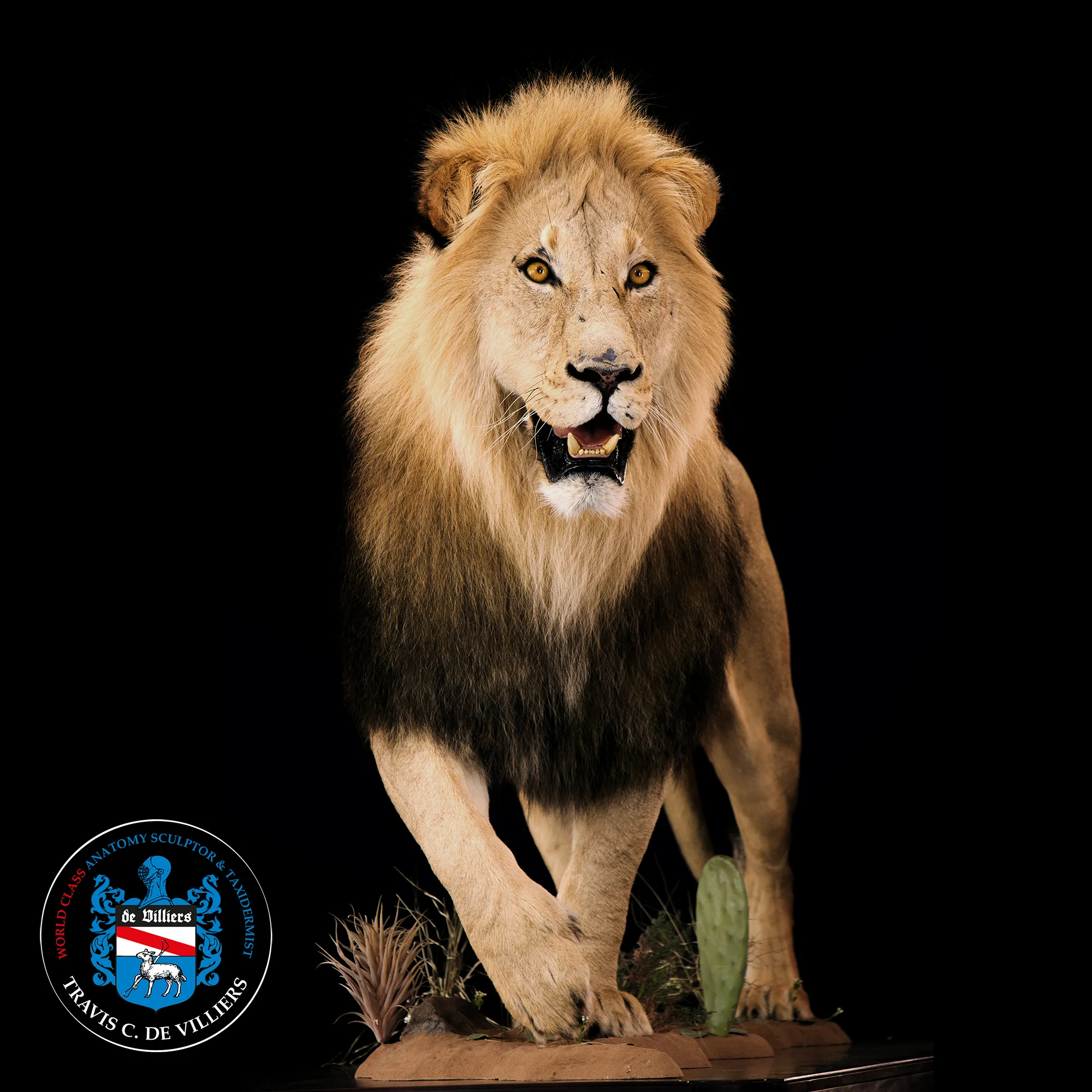 Male Lion - Panthera leo