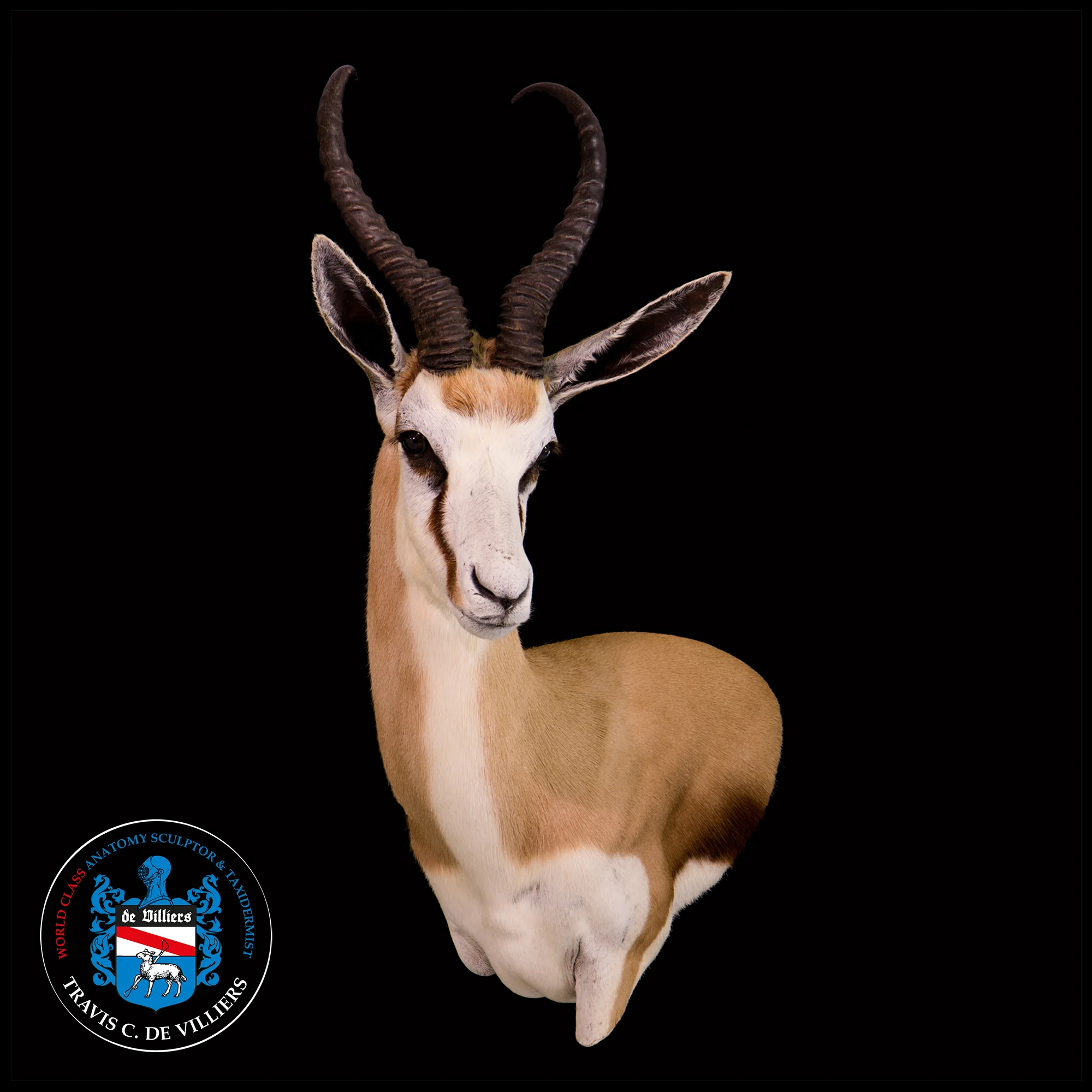 Springbok - Antidorcas marsupialis