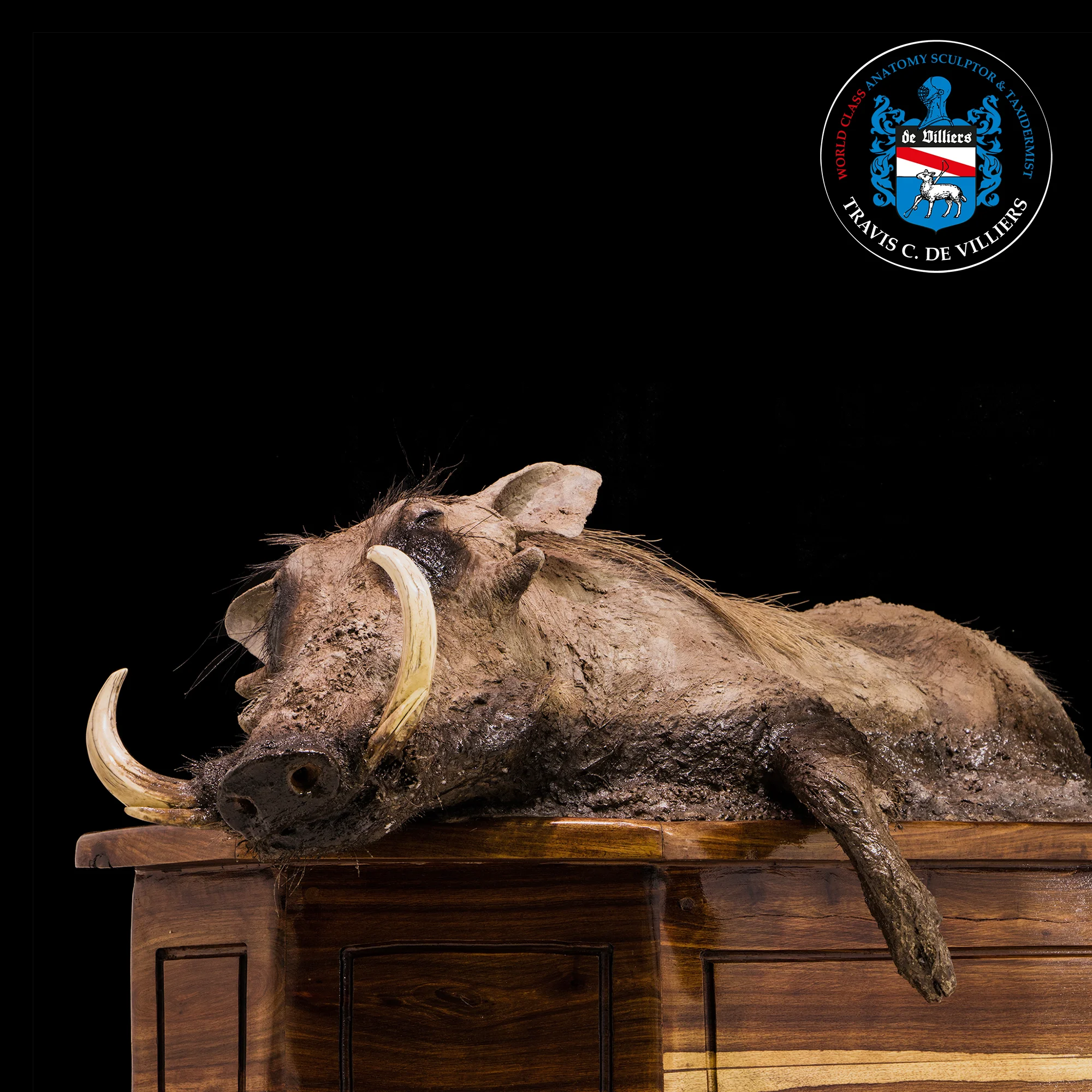 Warthog - Phacochoerus africanus