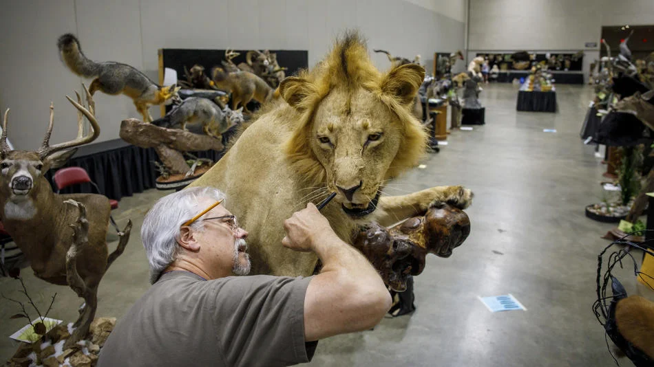 ct-world-taxidermy-ae-0528-20170527-003.jpg